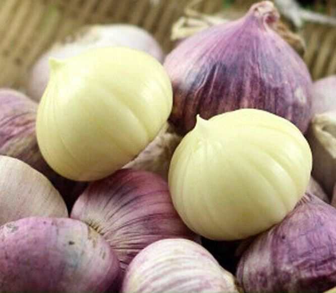 大蒜不同品种对比图