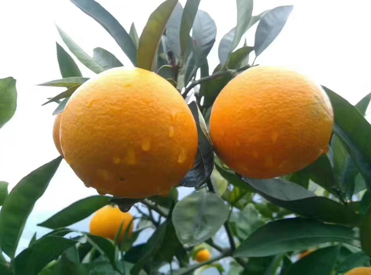 夏橙的外观特写