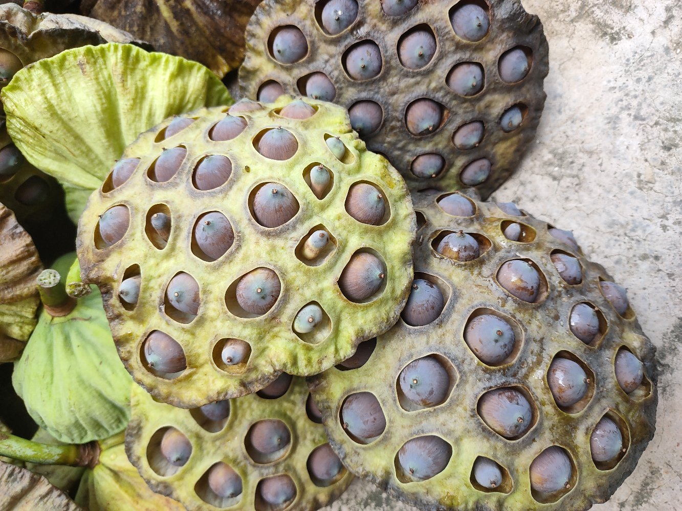 展示莲子的外层种皮、果仁和中心莲心的解剖结构示意图 莲子结构示意图