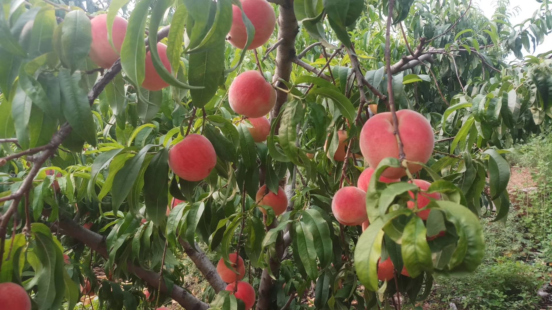 红不软桃果实在阳光下呈现饱满红色