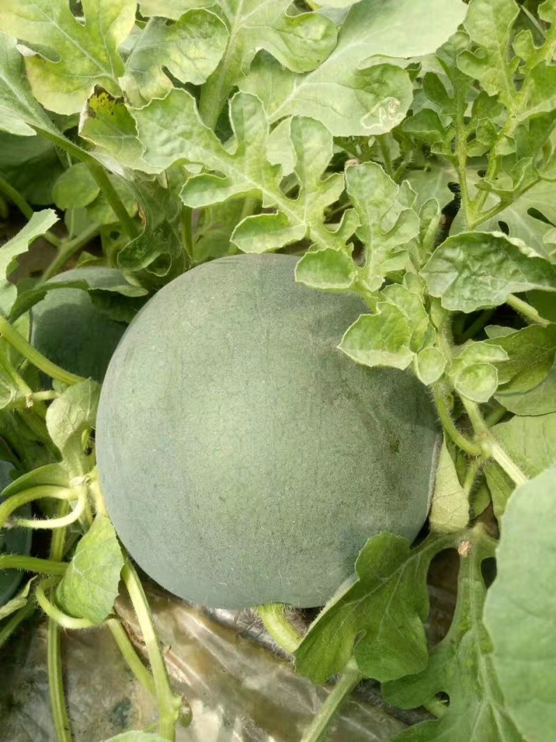 头茬墨童西瓜口感甜翠皮薄无籽