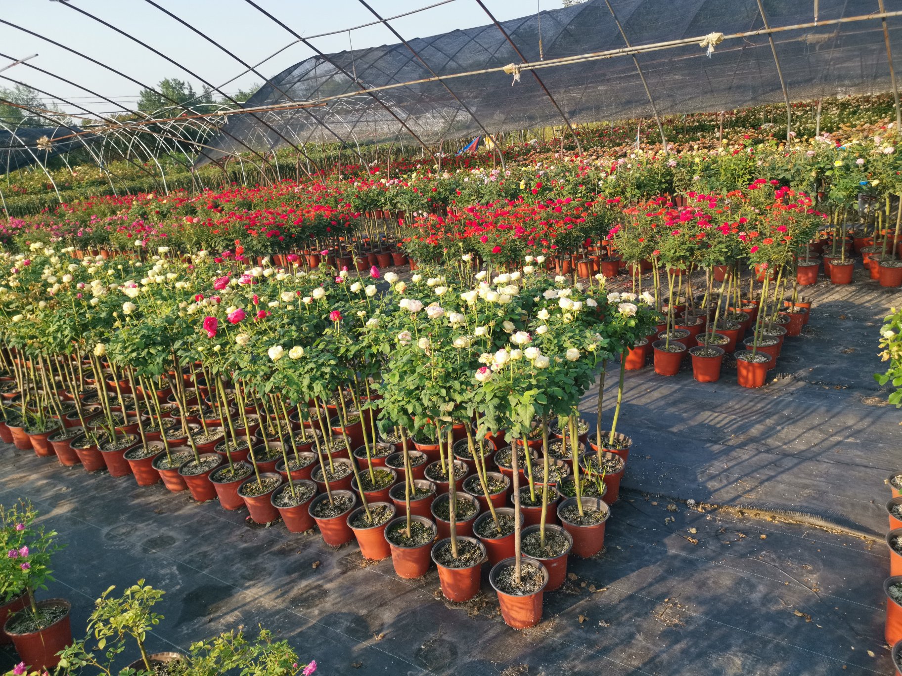 小花月季盆栽展示