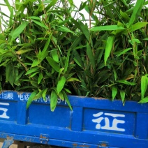 箬竹苗，各种规格，大量供货有需要的老板电话联系