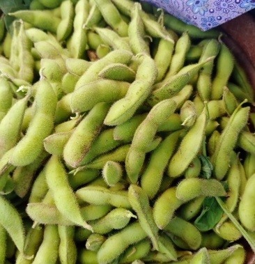 毛豆豆子四月豆五月豆六月豆七月豆八月豆