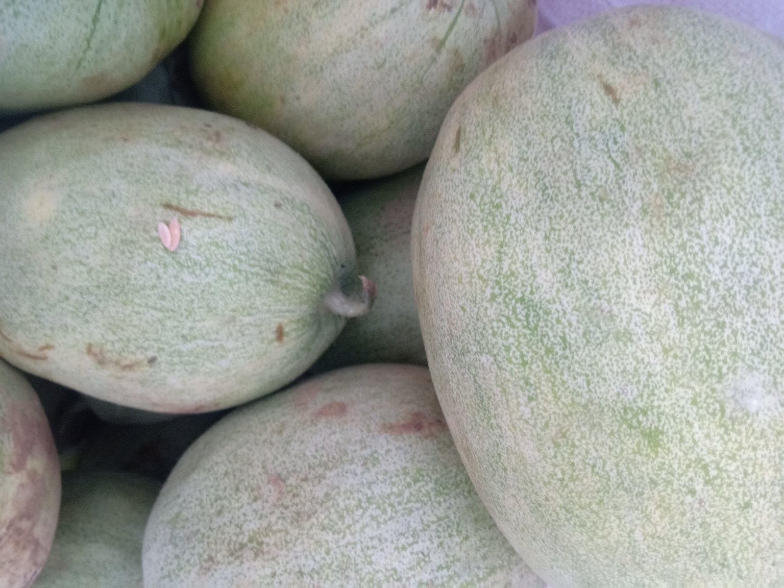 绿宝石甜瓜坏果示意图