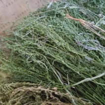 麦黄草陕西高含量产地直销