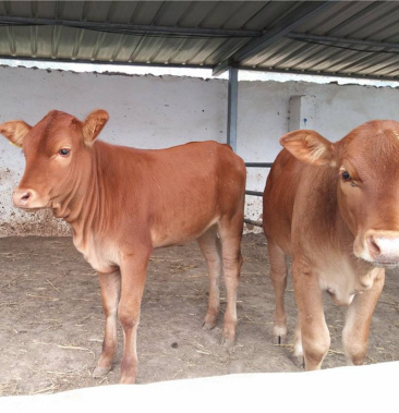 [黄牛批发]四元杂交牛 山东优原养殖 优良品质免费送货上门 产地直销