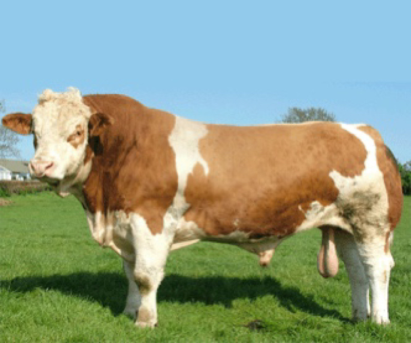 西门塔尔牛,西门塔尔牛小牛犊,怀孕母牛,种公牛