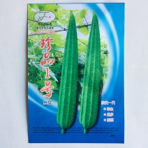 珍品1号丝瓜种子早熟皮色翠绿生长势和分枝性强座果能力强