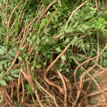凌霄，藤本攀援植物凌霄花苗，1至12公分现货批发
