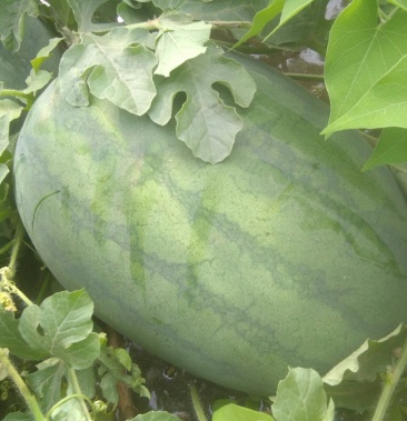 [西瓜批发]懒汉重茬冠军价格0.45元/斤 - 一亩田