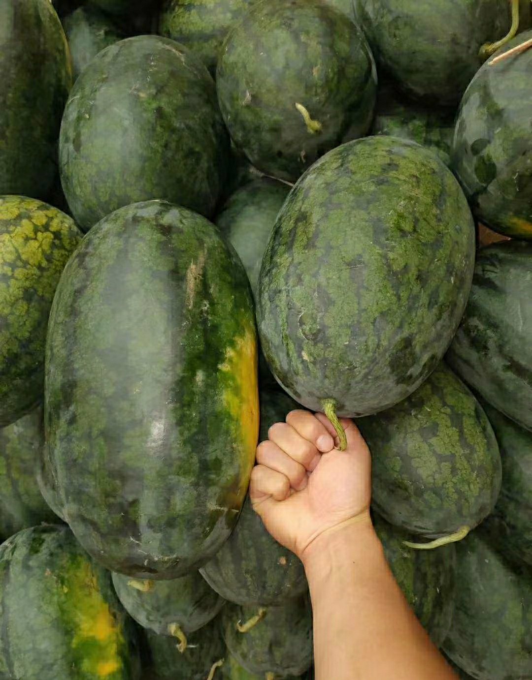 [黑美人西瓜批发]产地直销黑美人西瓜.配货便利.