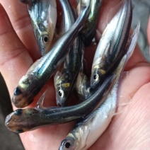 巴沙鱼苗，淡水沙鱼苗，好养快大，苗场直销