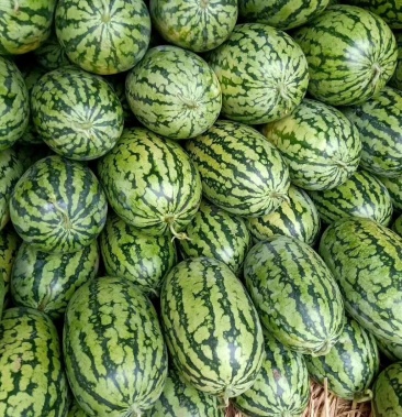 助力湖北西瓜新超人黑美人绿爽大量上市