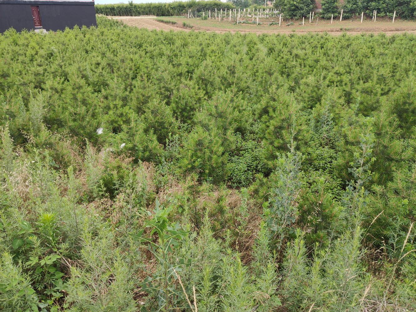 白皮松育苗基地航拍图