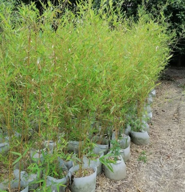 出售精品金镶玉竹,金镶玉竹哪里有