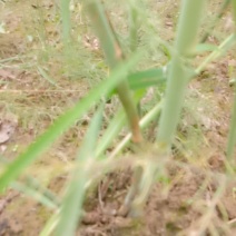 【优质商家】芦笋苗大量供应视频看货