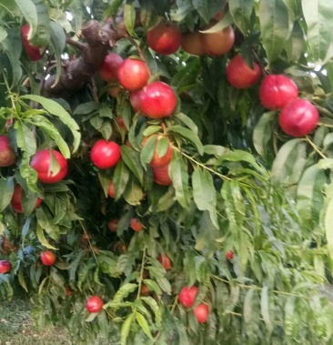 出售中油13油桃 中油20香甜可口,硬度好,脆,甜