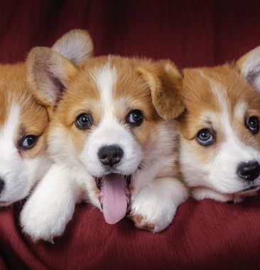 [柯基犬批发]精品柯基!(自家繁殖,血统纯正,疫苗齐全)价格300.