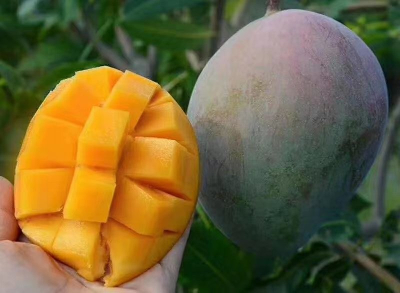 凯特芒切开后果肉特写