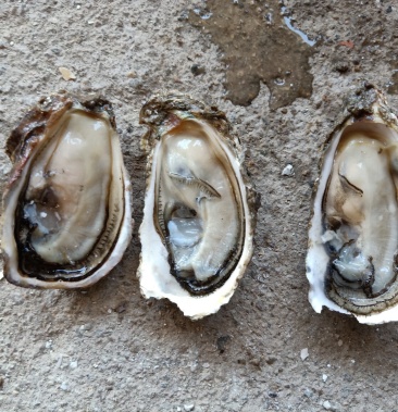 [生蚝批发]汫洲牡蛎产地批发,一手货源,货源充足价格2.