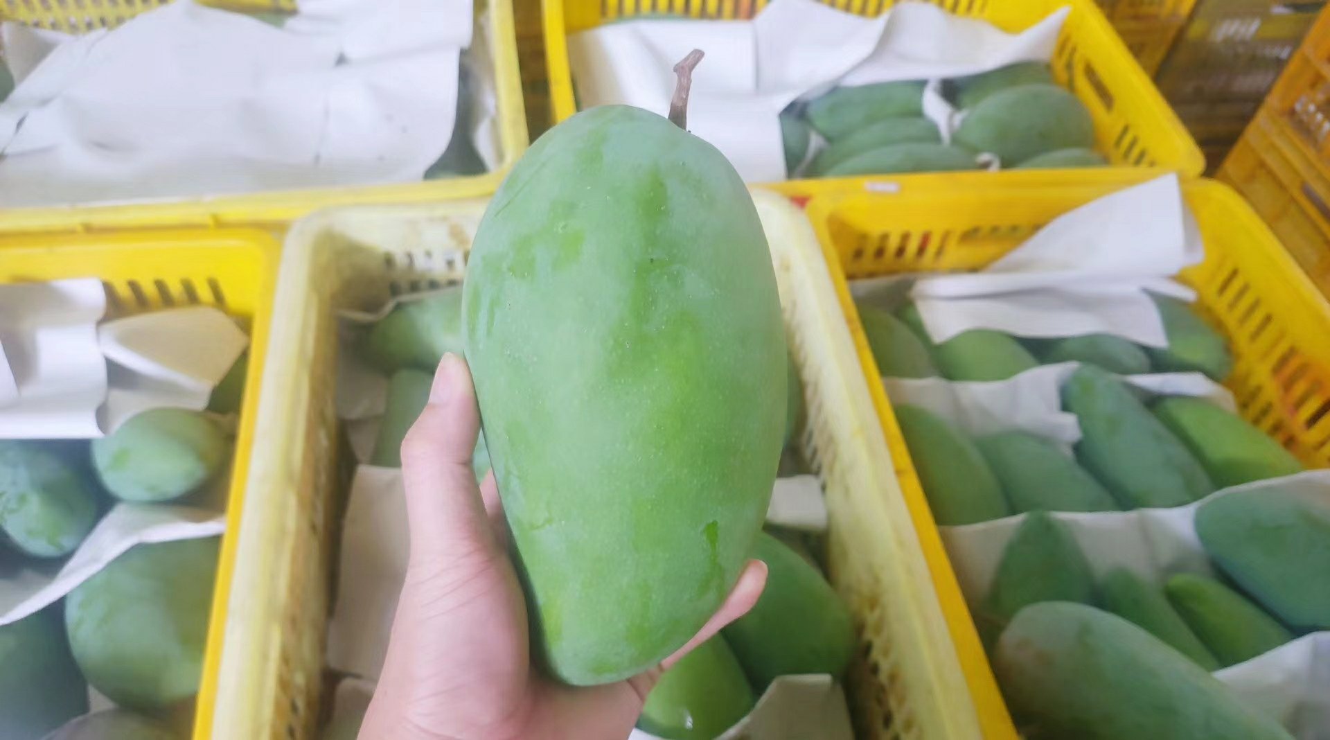 多个青绿色的大青芒整齐堆放在竹筐中,表皮光洁无损,背景为农贸市场摊位,旁边有标注‘新鲜采摘’的手写纸牌,体现产地直供的新鲜状态 市场中售卖的新鲜大青芒堆叠场景