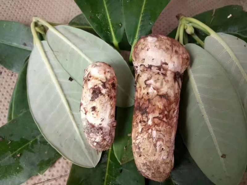 松茸绿豆汤炖煮过程