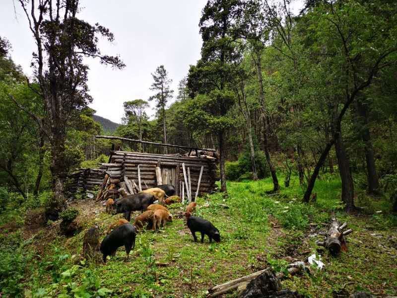 松茸生长在松树林中