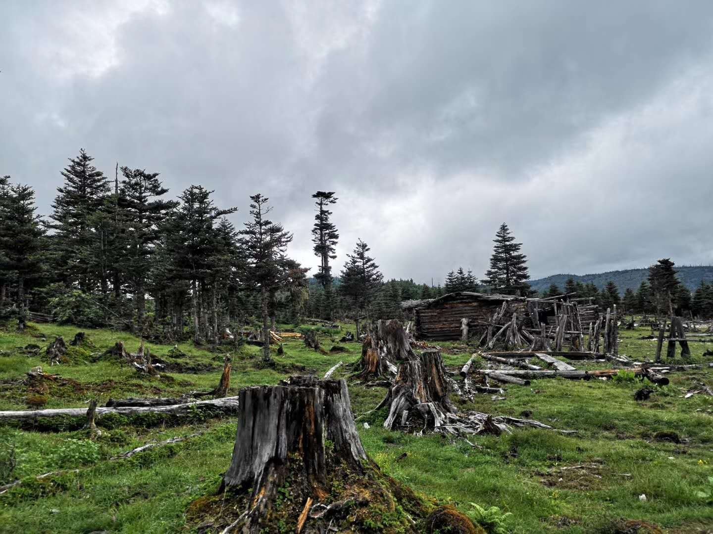 松茸生长季节分布图,展示不同地区松茸的主要生长月份 松茸生长季节图