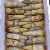 象拔蚌，大量现货酒楼刺身蚌，