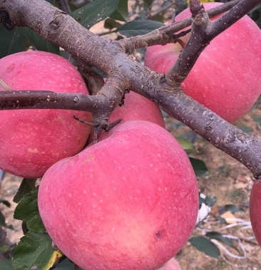 烟富8/0苹果产地直销,山区沙地苹果,酸甜可口