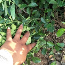 扶芳藤，基地直供各种绿化苗木