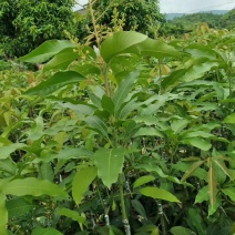 芒果苗四季蜜芒四季开花结果1~1.5m