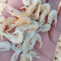 虾皮，特级虾皮，质量保证