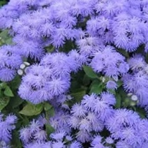 霍香蓟种子蓝花冠藿香蓟花籽四季播易种阳台庭院盆栽花卉花