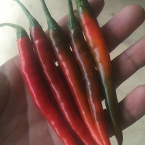 艳红辣椒大量批发上市