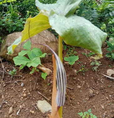 [见血飞批发]象头花价格20.00元/斤 - 一亩田