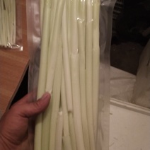 大量供应鲜蒲菜物美价廉，量大从优欢迎你的光临