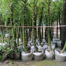 批发佛肚竹，袋苗佛肚竹，4-7cm基地直供，规格齐全
