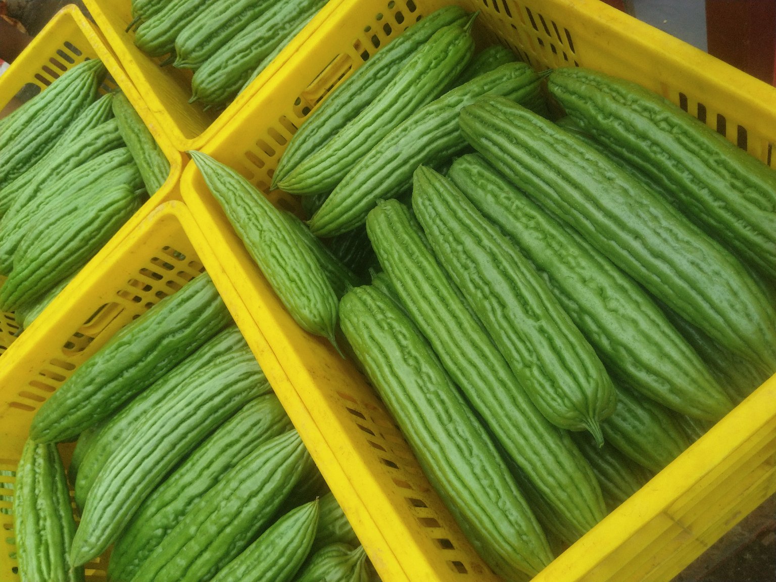 苦瓜与黄瓜并排摆放