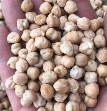 [鹰嘴豆批发]进口鹰嘴豆 8mm 土耳其产 便宜出价格9.