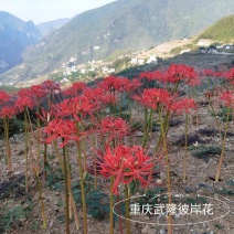 彼岸花石蒜曼珠沙华曼陀罗华