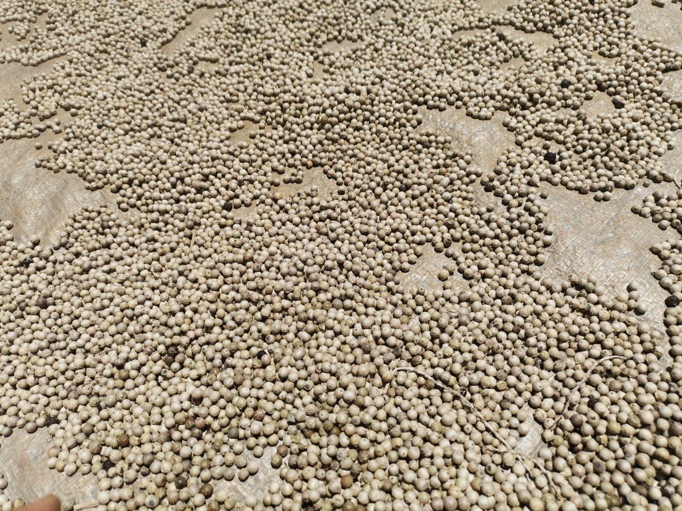 云南勐腊县有机胡椒晾晒场景