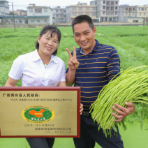 正宗博白空心菜出售博白镇官田仔友军蔬菜专业种植合作社。