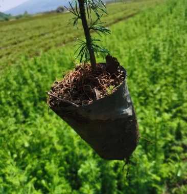 [批发]落叶松杯苗,二年苗,三年苗价格0.70元/棵 - 一亩田