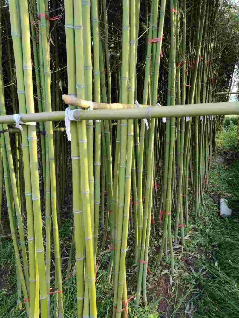 青竹竹苗产地直销一手货源质量是优点,成活率高