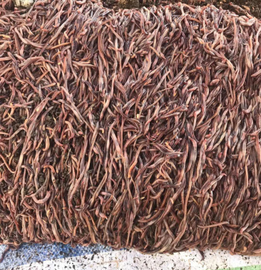 特种养殖纯牛粪林下蚯蚓