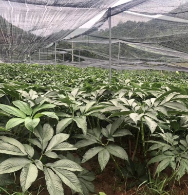 珠芽金魔芋抗病力强不容易生病产量高含量高丶经济效高