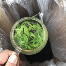 小叶苦丁青山绿水毛冬青嫩叶