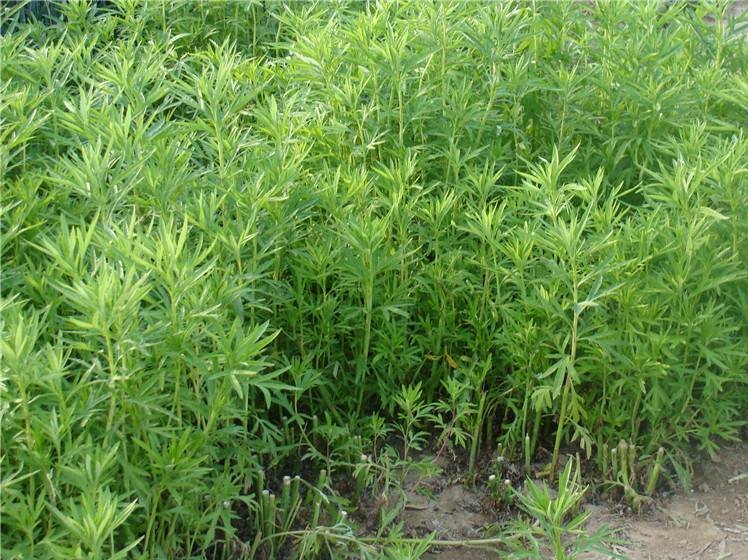 小叶茼蒿植株特写